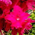 Floret
