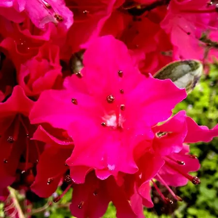 Floret