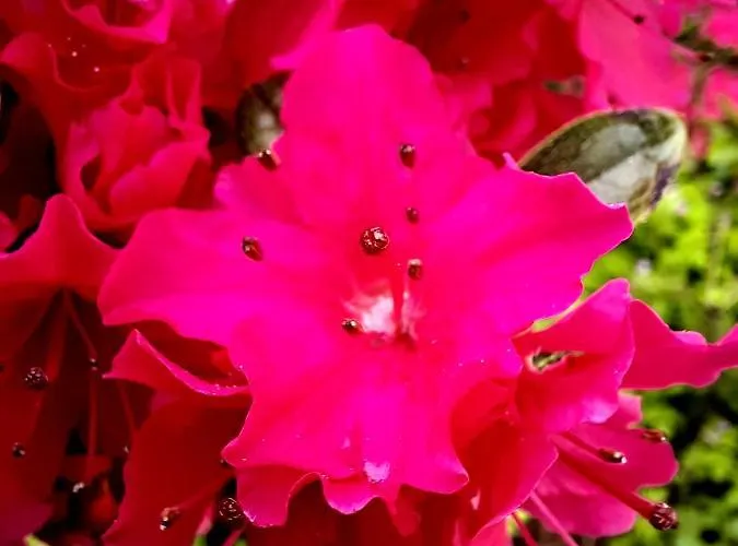 Floret